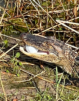 Un alligator fan de la petite balle blanche